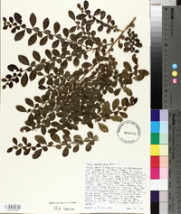 Azara microphylla image