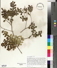 Azara microphylla image