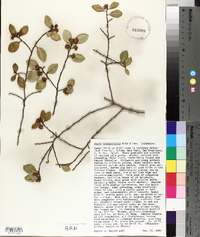 Azara integrifolia image