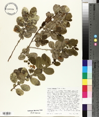 Azara dentata image