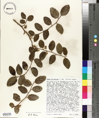 Azara celastrina image