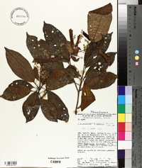 Pleuranthodendron lindenii image