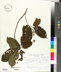 Pleuranthodendron lindenii image