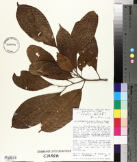 Pleuranthodendron lindenii image