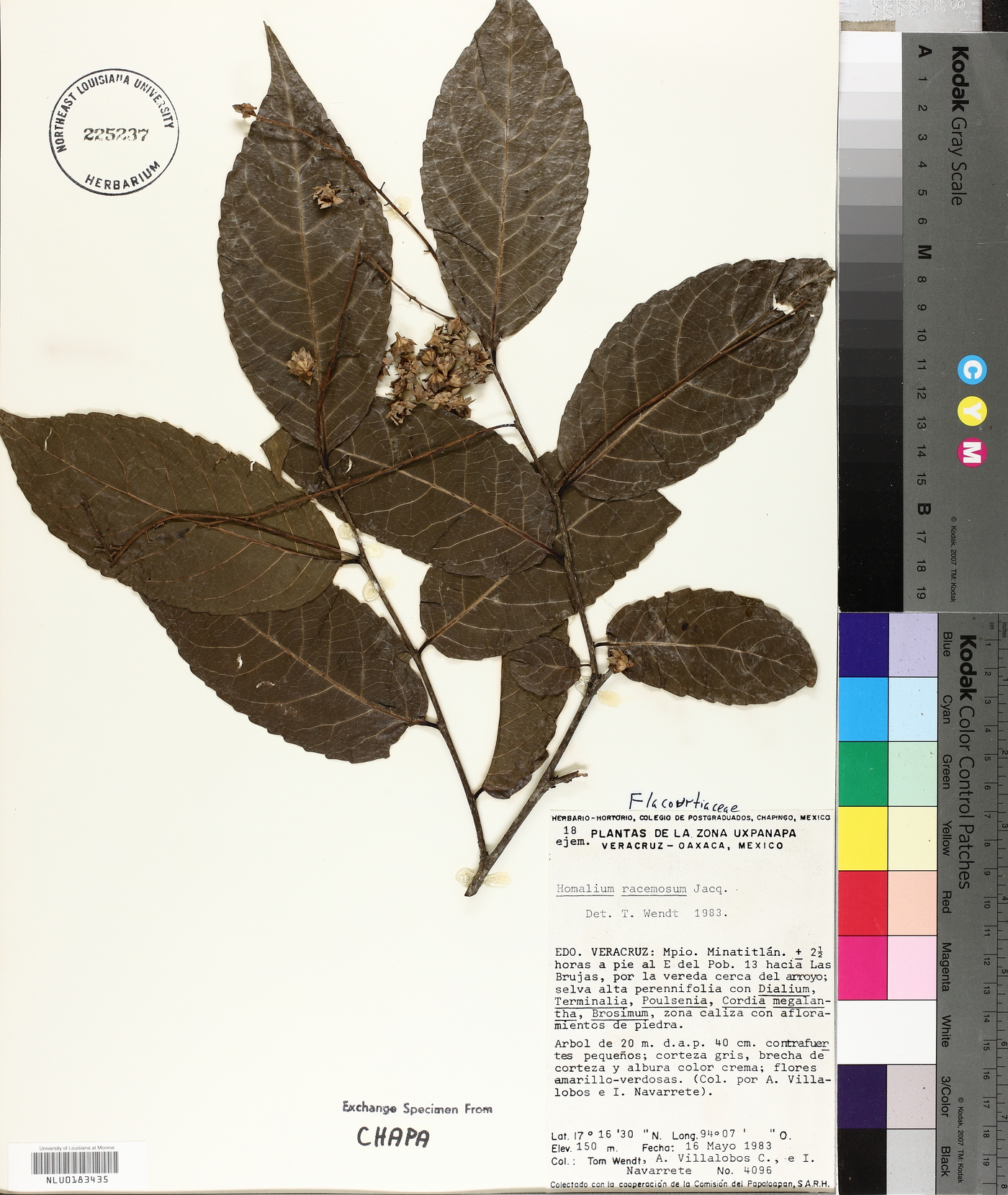 Homalium racemosum image