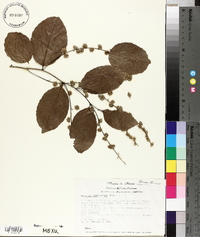 Homalium racemosum image