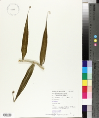 Flagellaria indica image
