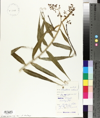 Flagellaria indica image