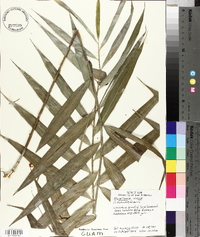 Flagellaria indica image