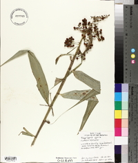 Flagellaria indica image