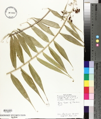 Flagellaria indica image