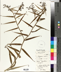 Flagellaria indica image
