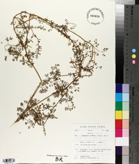 Fumaria officinalis image