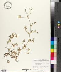 Fumaria muralis image