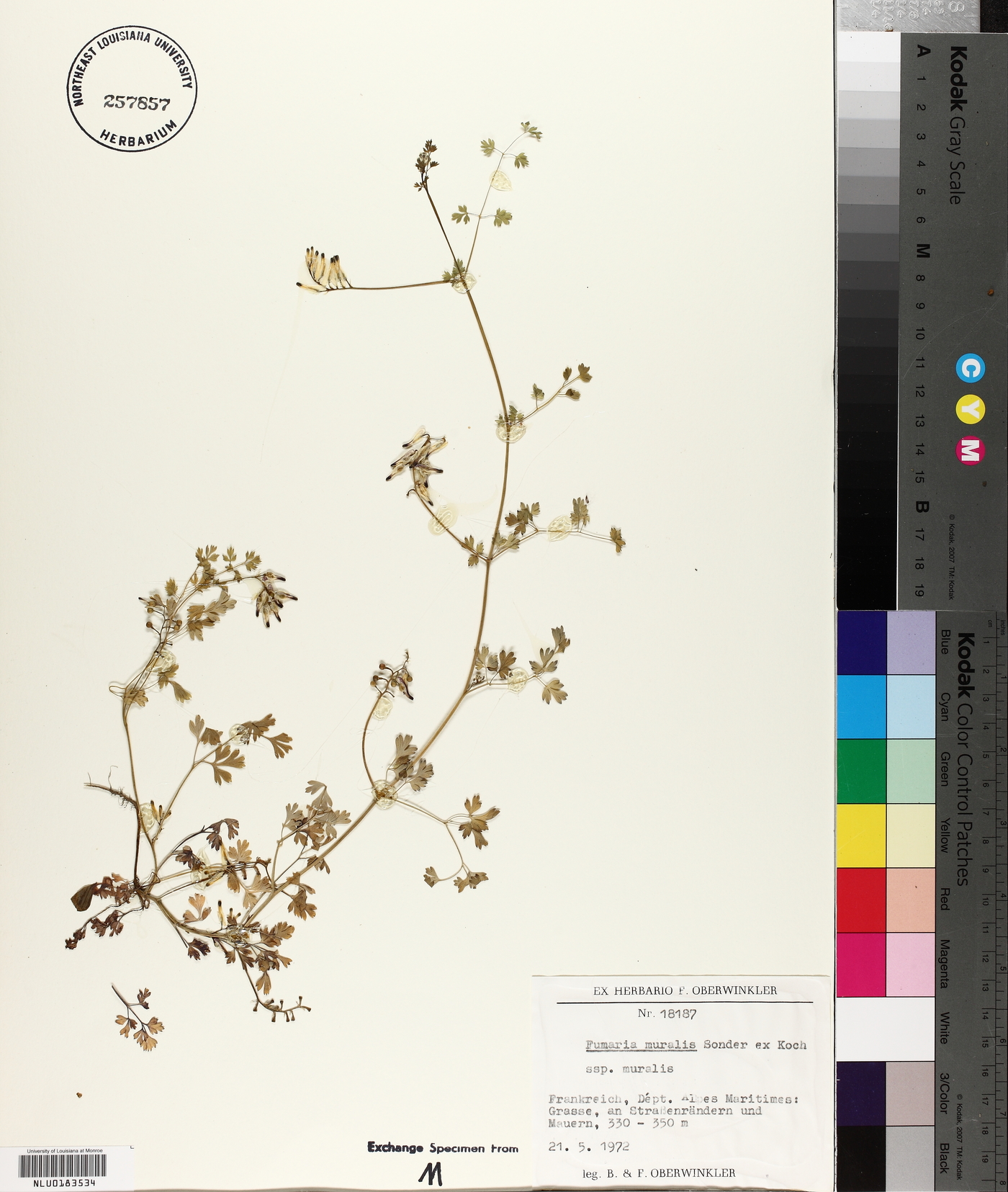 Fumaria muralis subsp. muralis image