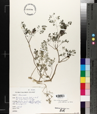 Fumaria muralis image