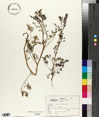 Fumaria officinalis image