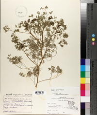 Fumaria officinalis image