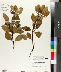 Garrya fremontii image