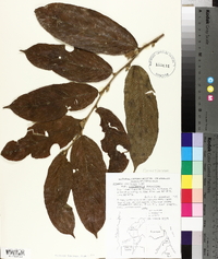 Ryania speciosa image