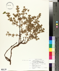 Frankenia grandifolia image