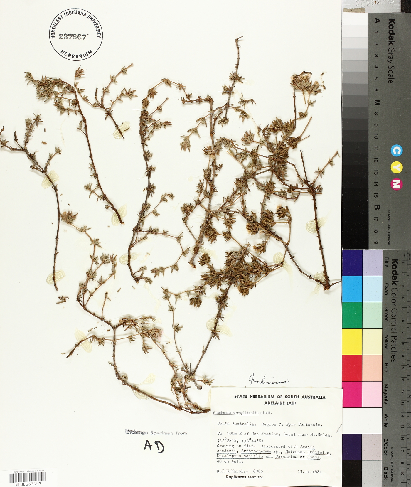 Frankenia serpyllifolia image
