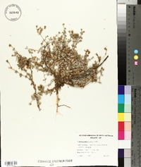 Frankenia serpyllifolia image
