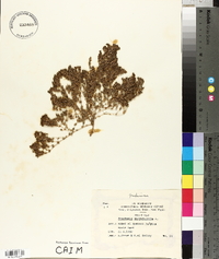Frankenia pulverulenta image