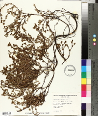 Media resource of Frankenia pauciflora