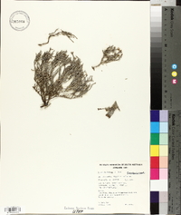 Media resource of Frankenia foliosa