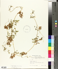 Adlumia fungosa image