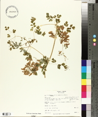 Adlumia fungosa image