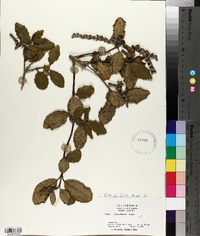 Garrya elliptica image