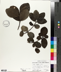 Garrya elliptica image