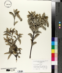 Garrya congdonii image