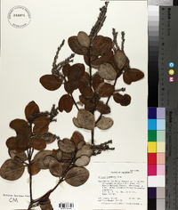 Garrya buxifolia image