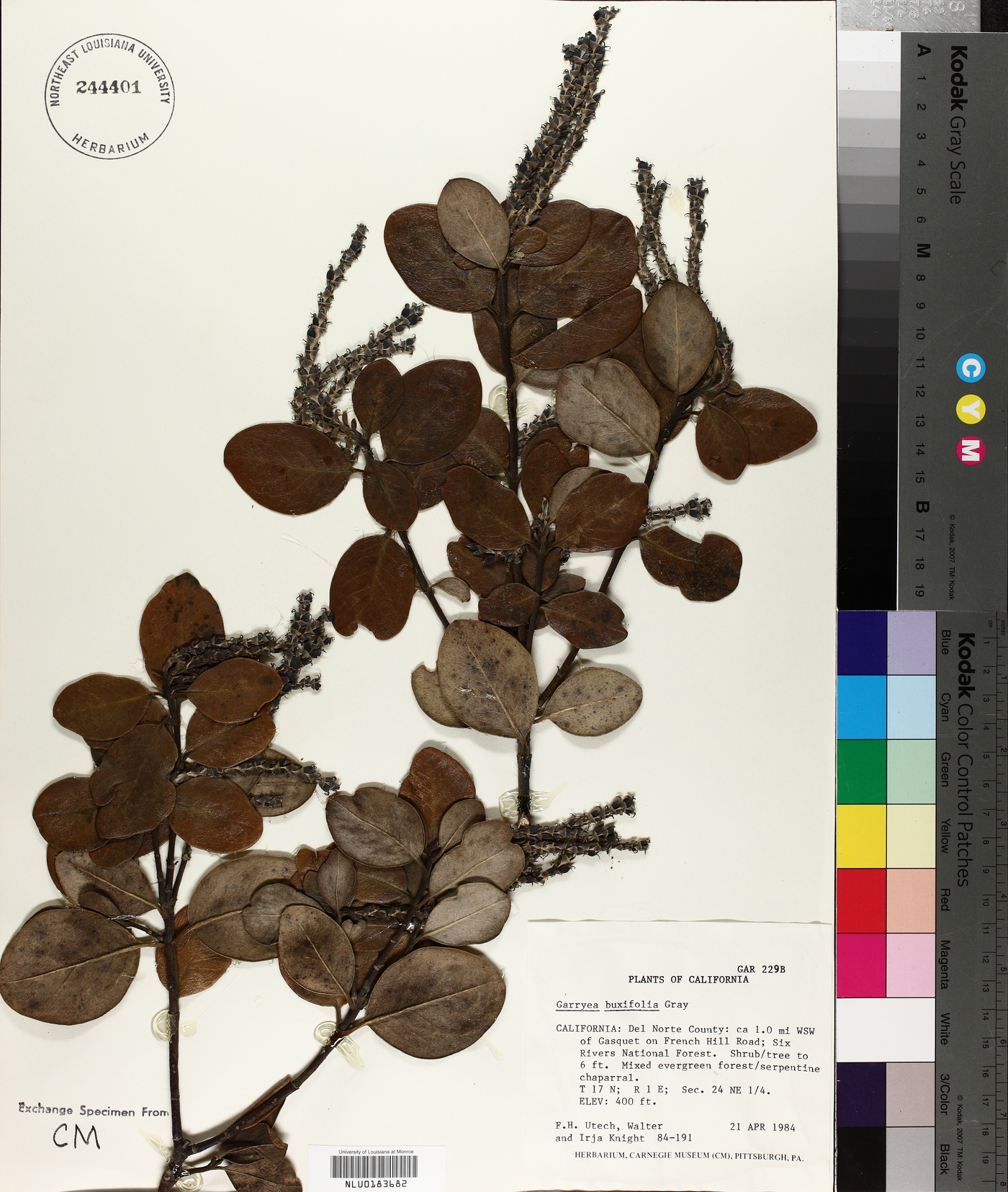 Garrya buxifolia image