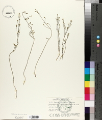 Bartonia paniculata image