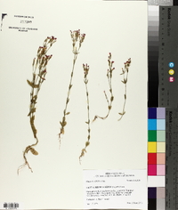 Centaurium texense image