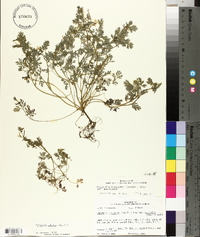 Corydalis flavula image