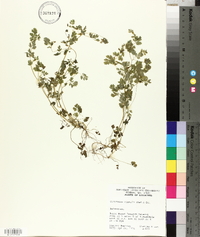 Corydalis flavula image