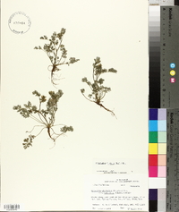 Corydalis flavula image