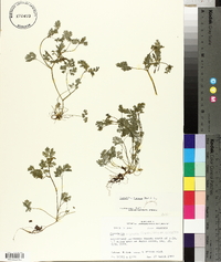 Corydalis flavula image