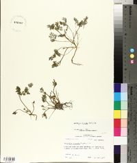 Corydalis flavula image