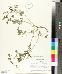 Corydalis flavula image