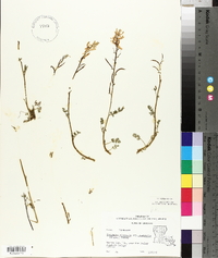 Corydalis micrantha image