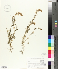 Corydalis micrantha image