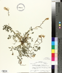 Corydalis micrantha image