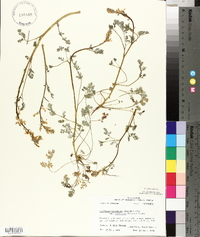 Corydalis micrantha image