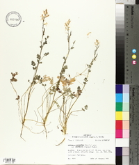 Corydalis micrantha image